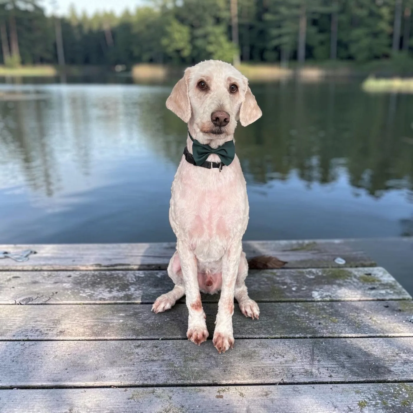 A freshly groomed doodle in a bow tie, sitting on a dock