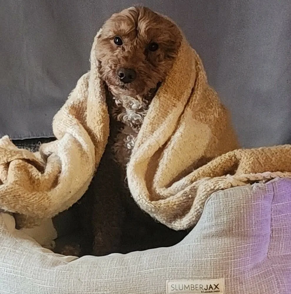 A little red dog wrapped in a blanket